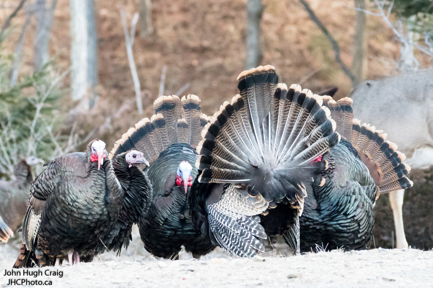 Male Turkeys Strutt Their Stuff
