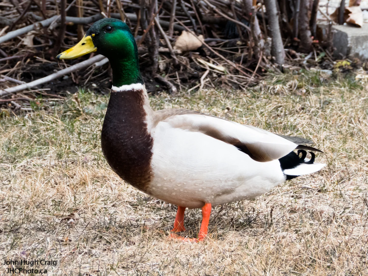 Drake Mallard