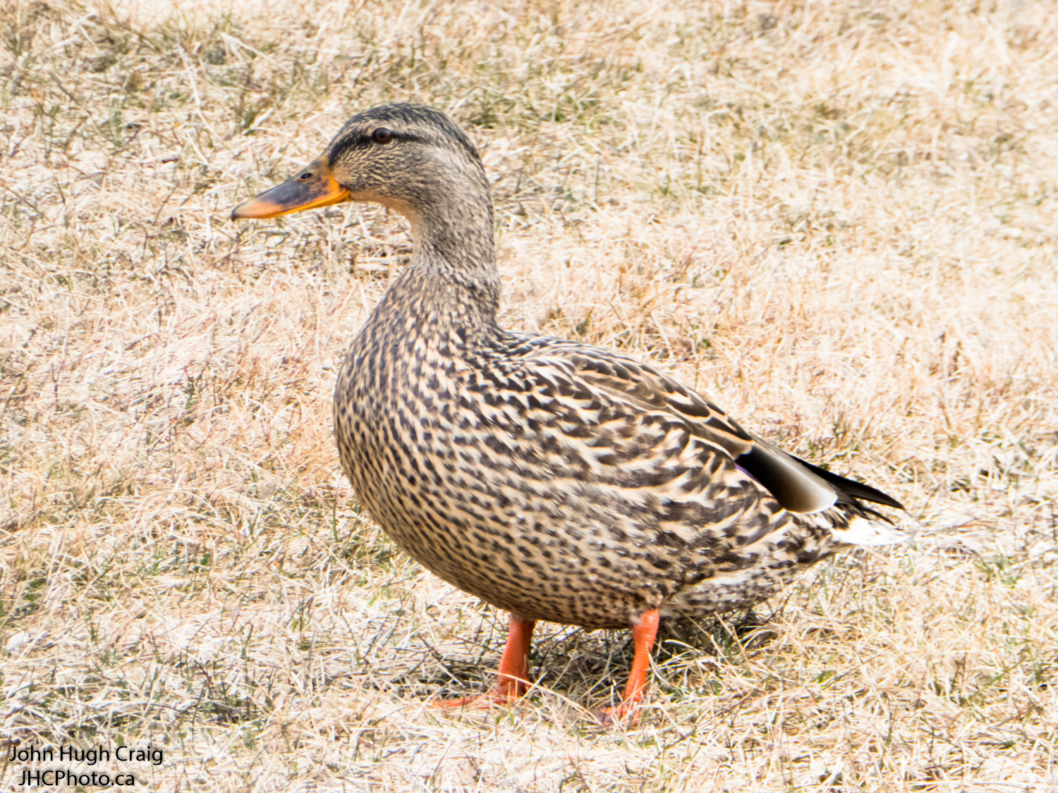 Hen Mallard