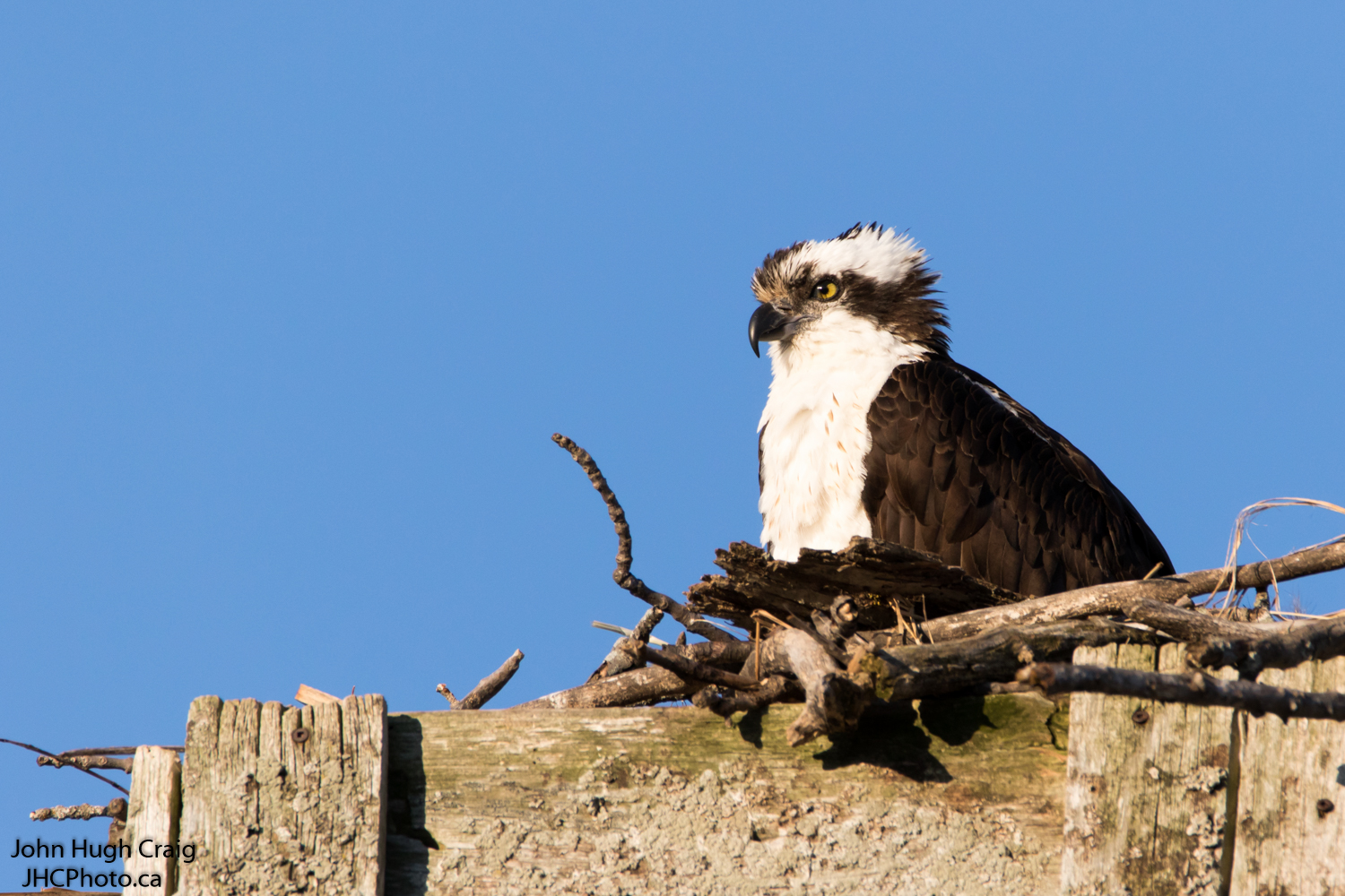 Male Osprey on Nest in the Spring