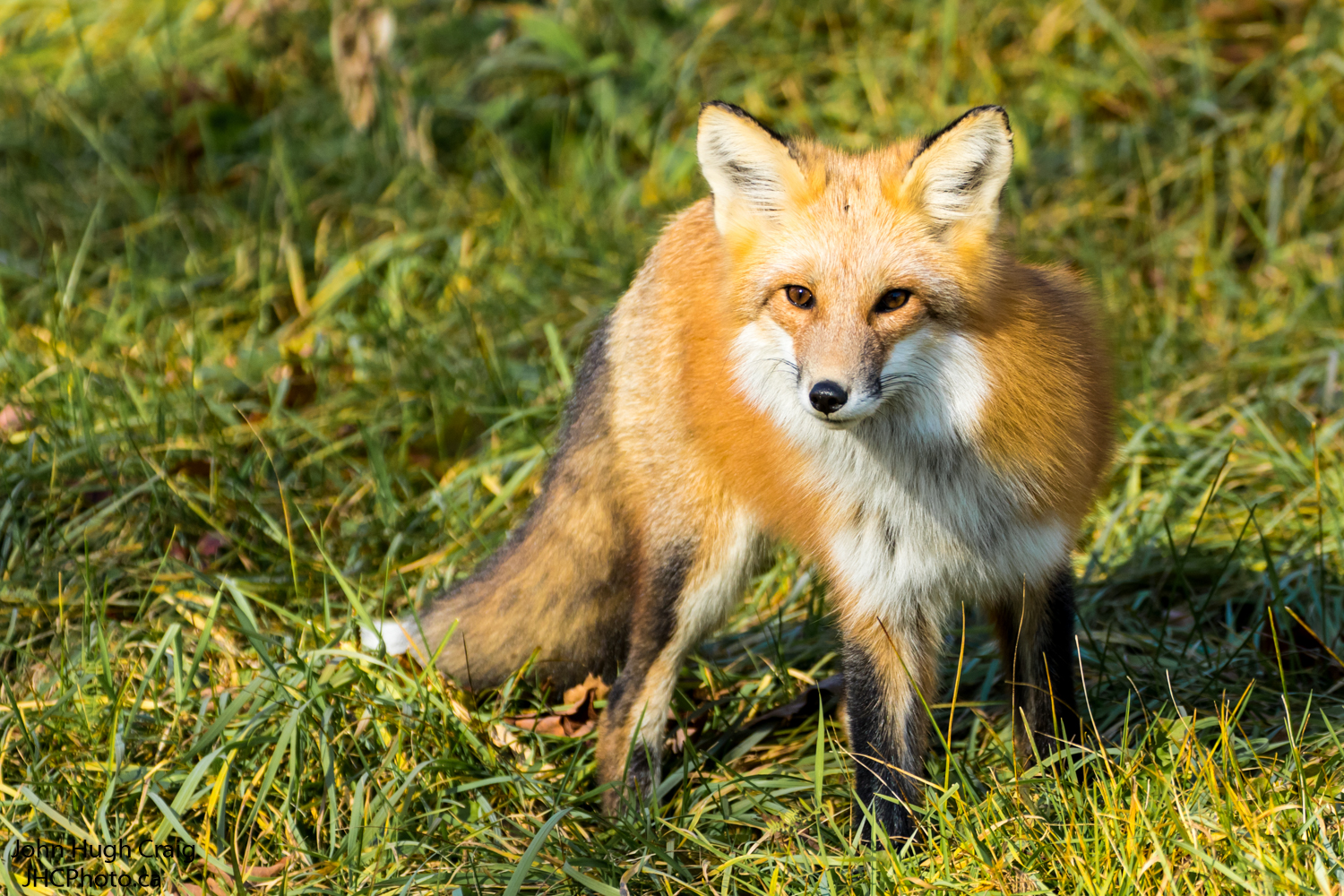 Red Fox Standing