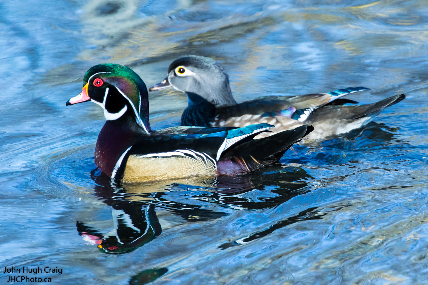Pair of Wood Ducks