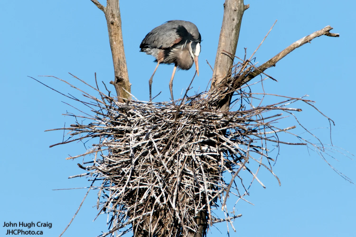 Heron Nesting 1