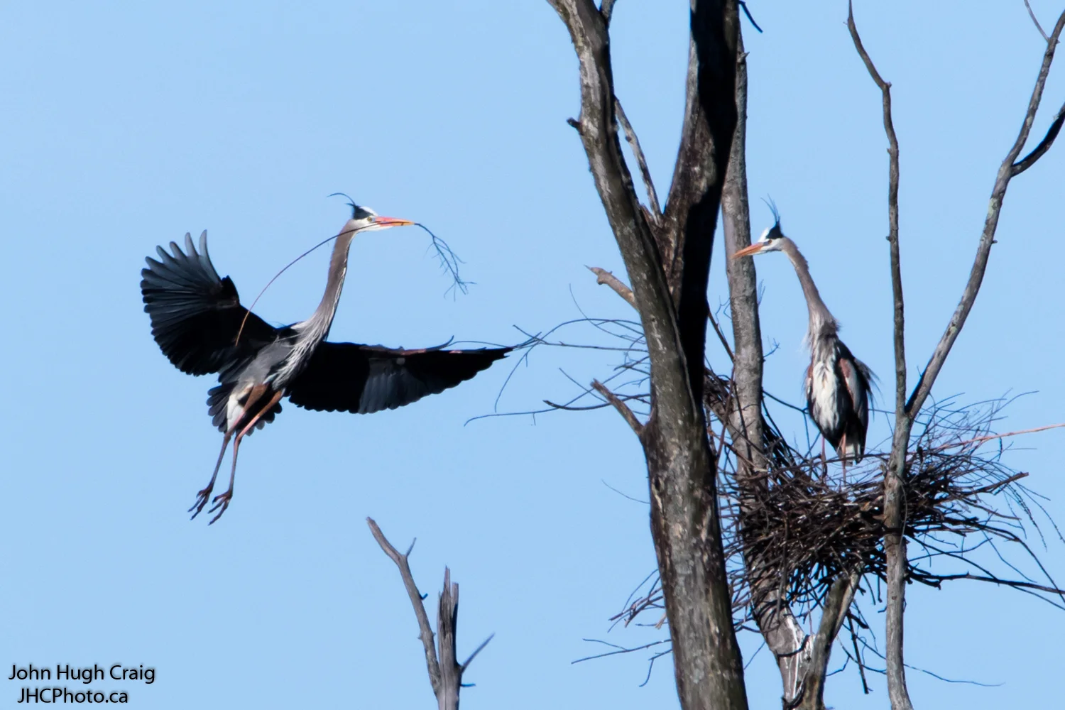 Heron Nesting 2