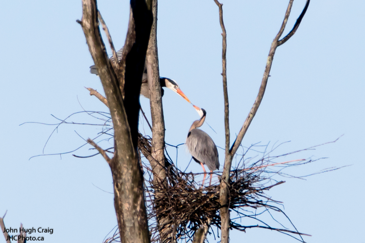 Heron Nesting 3