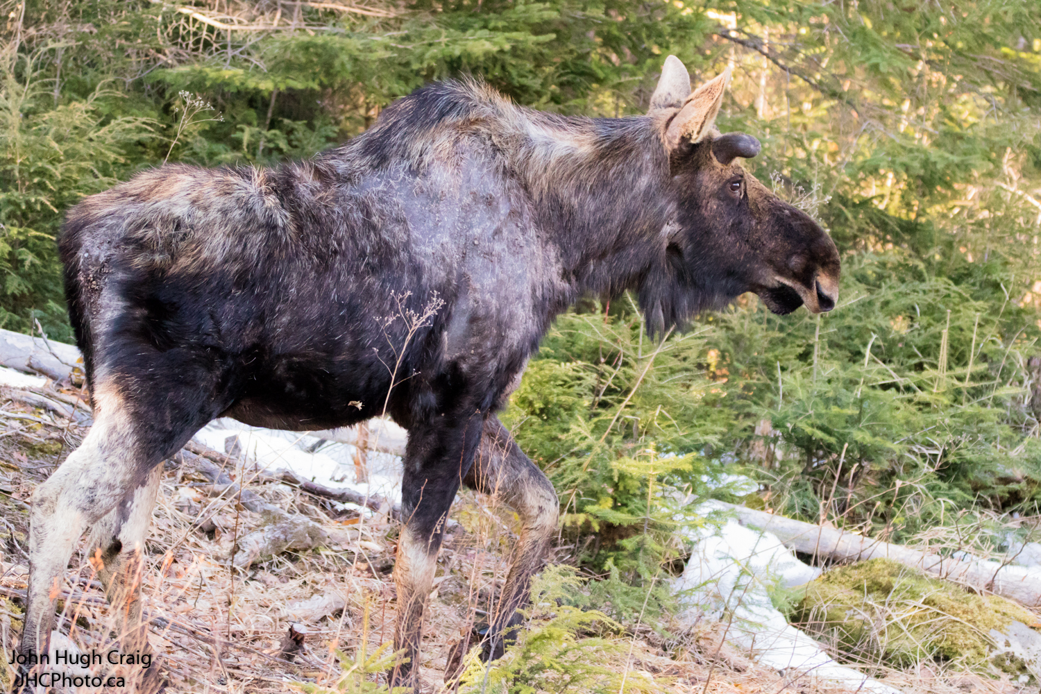 Spring Moose Walk