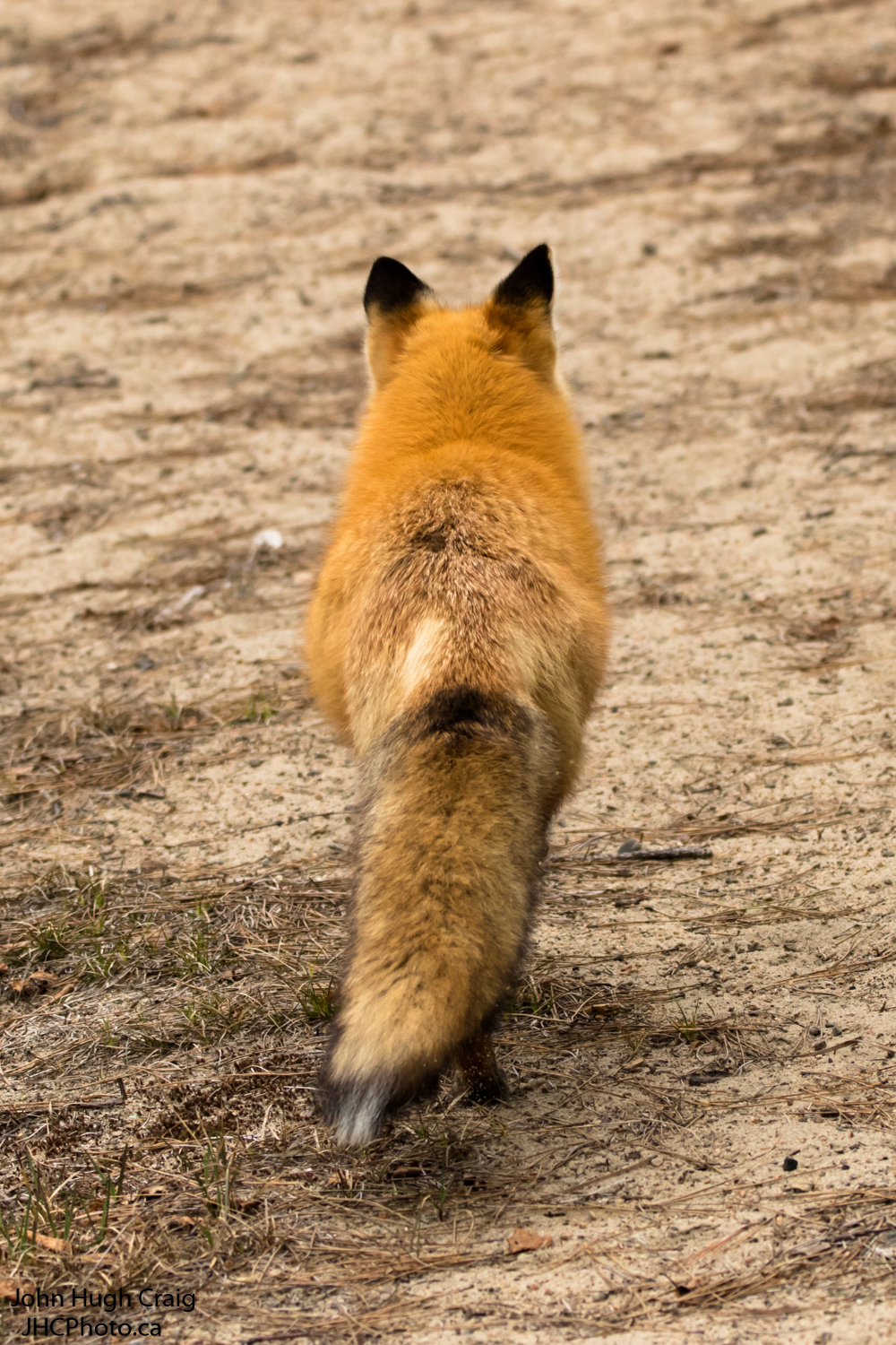 Red Fox A1