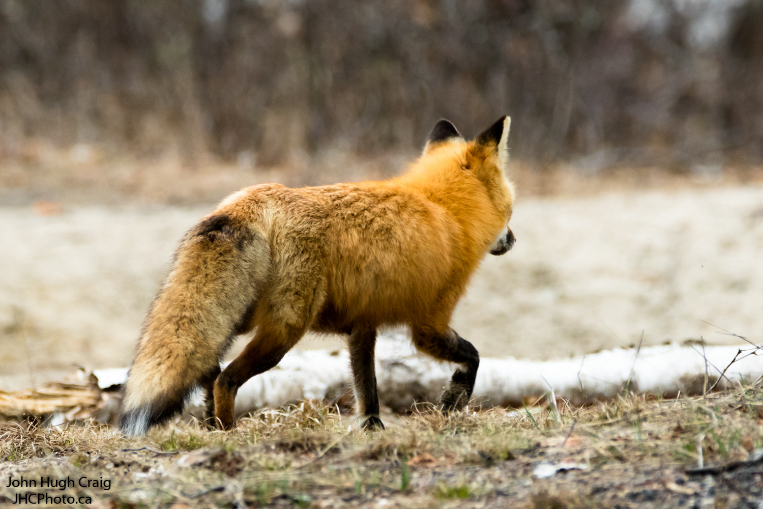 Red Fox A2