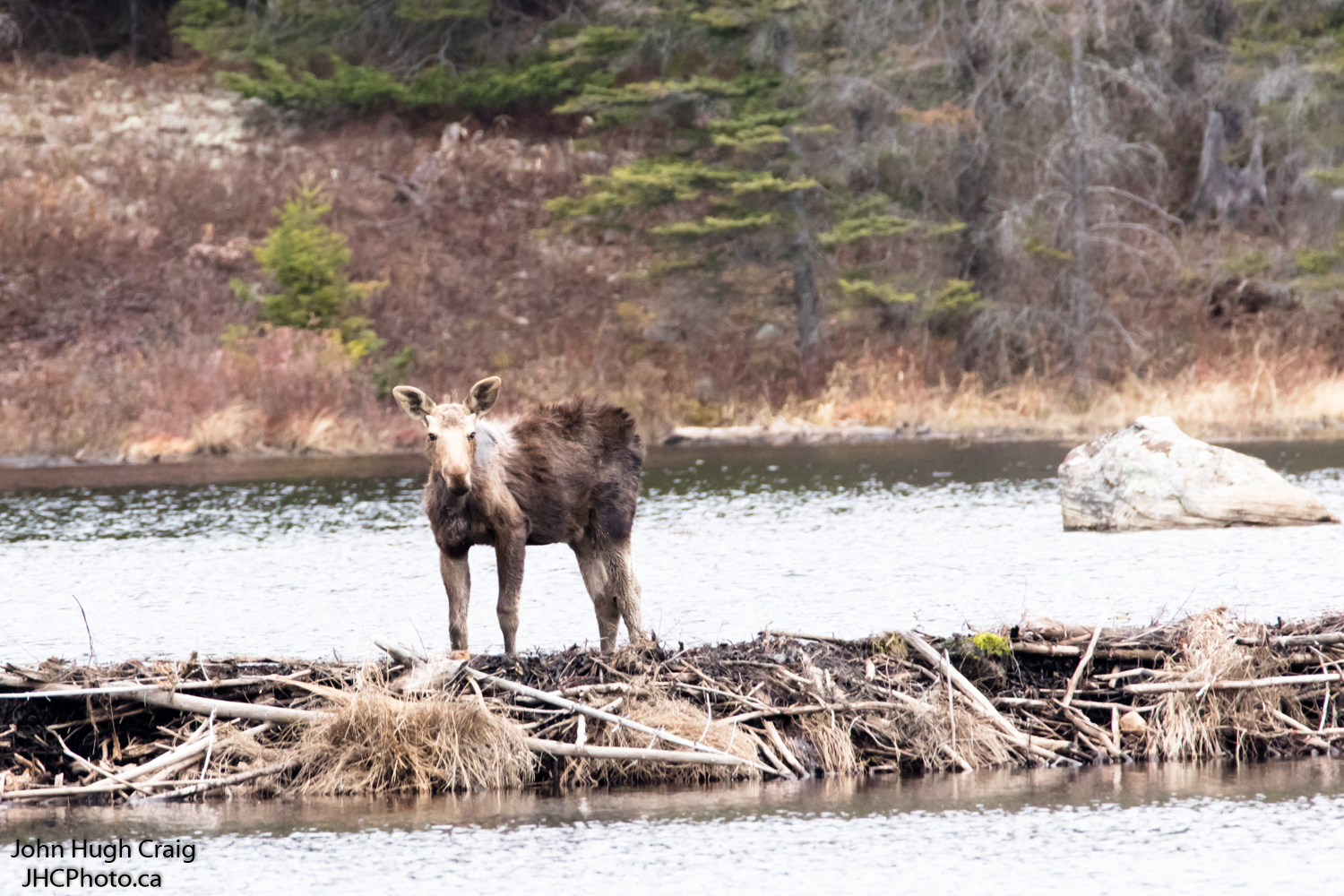 Moose on a Beaver Dam
