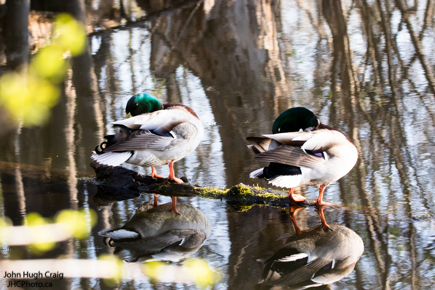 Mallard Cleaning Time