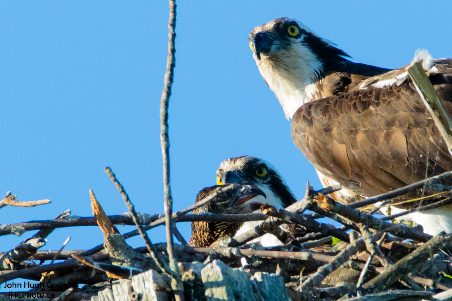 Family of Osprey in the Nest