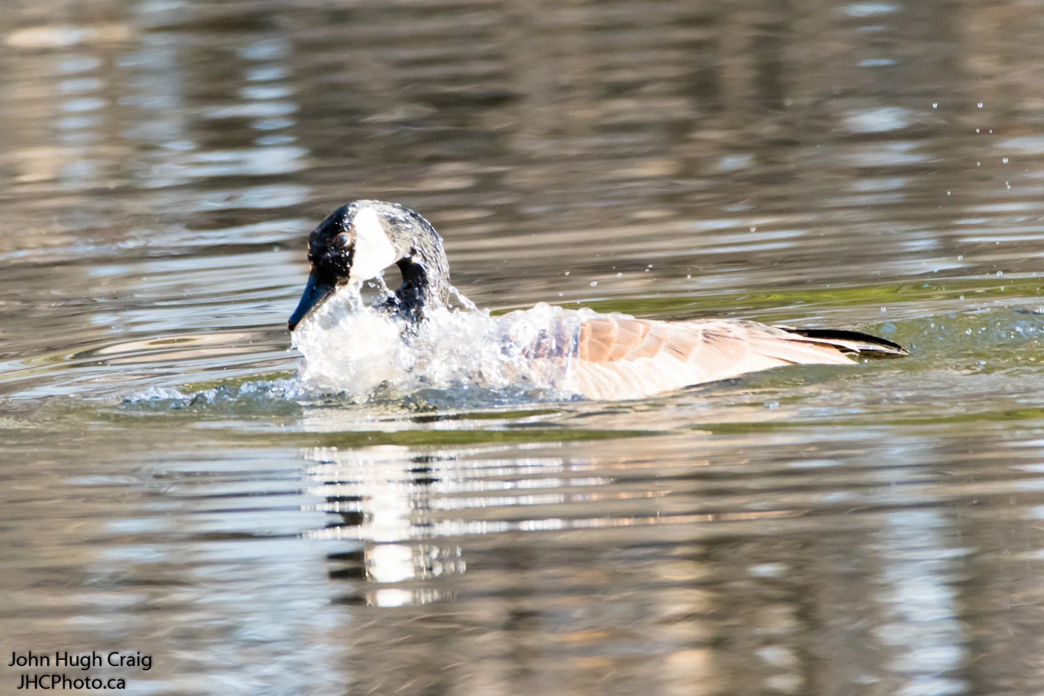 Canada Goose Bath Time 1