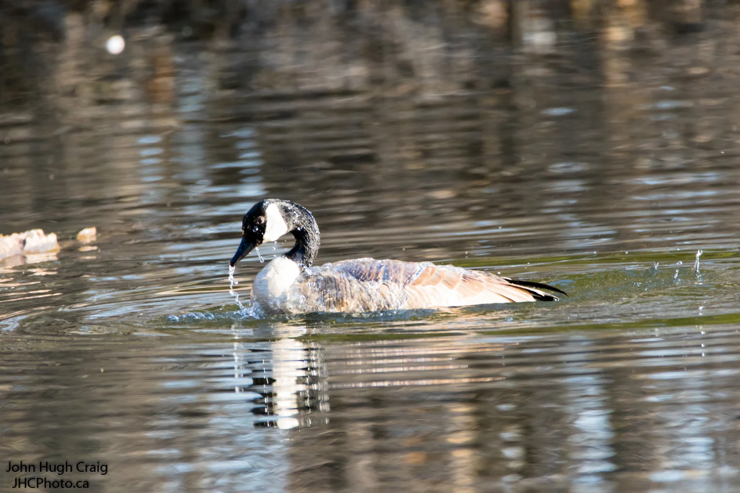 Canada Goose Bath Time 2