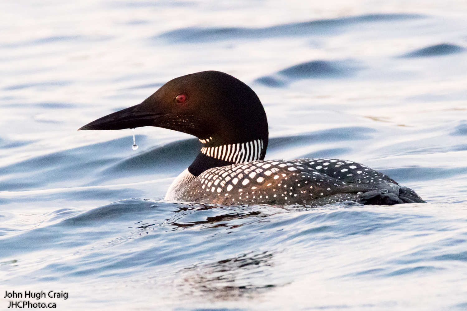 Common Loon Surfaces