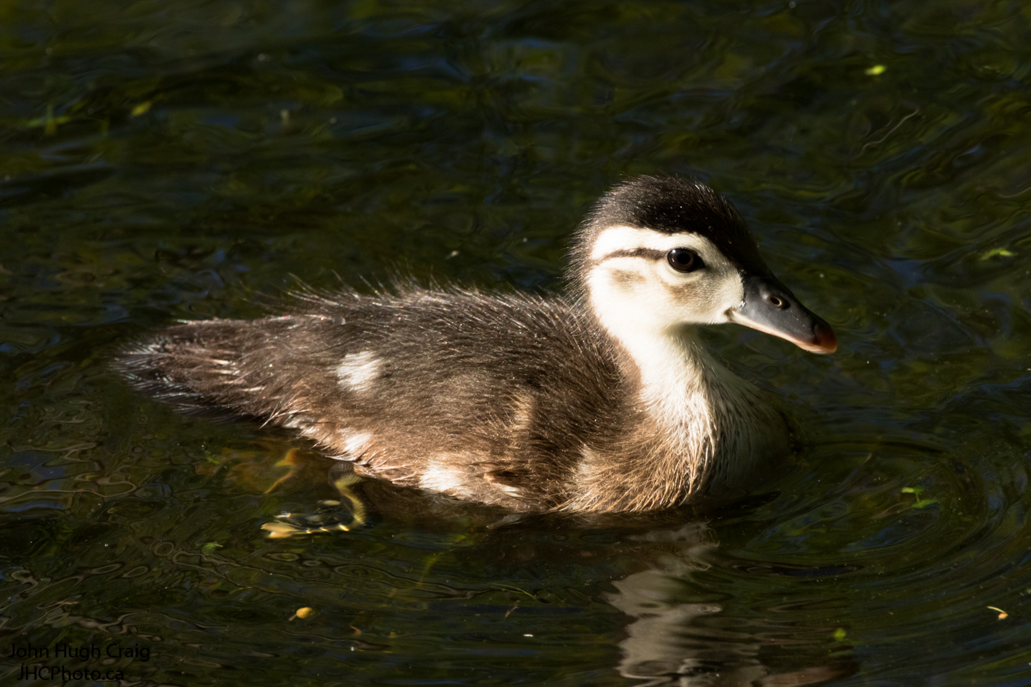 Baby Wood Duck