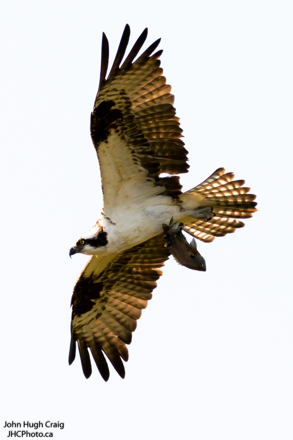 Osprey with Fish
