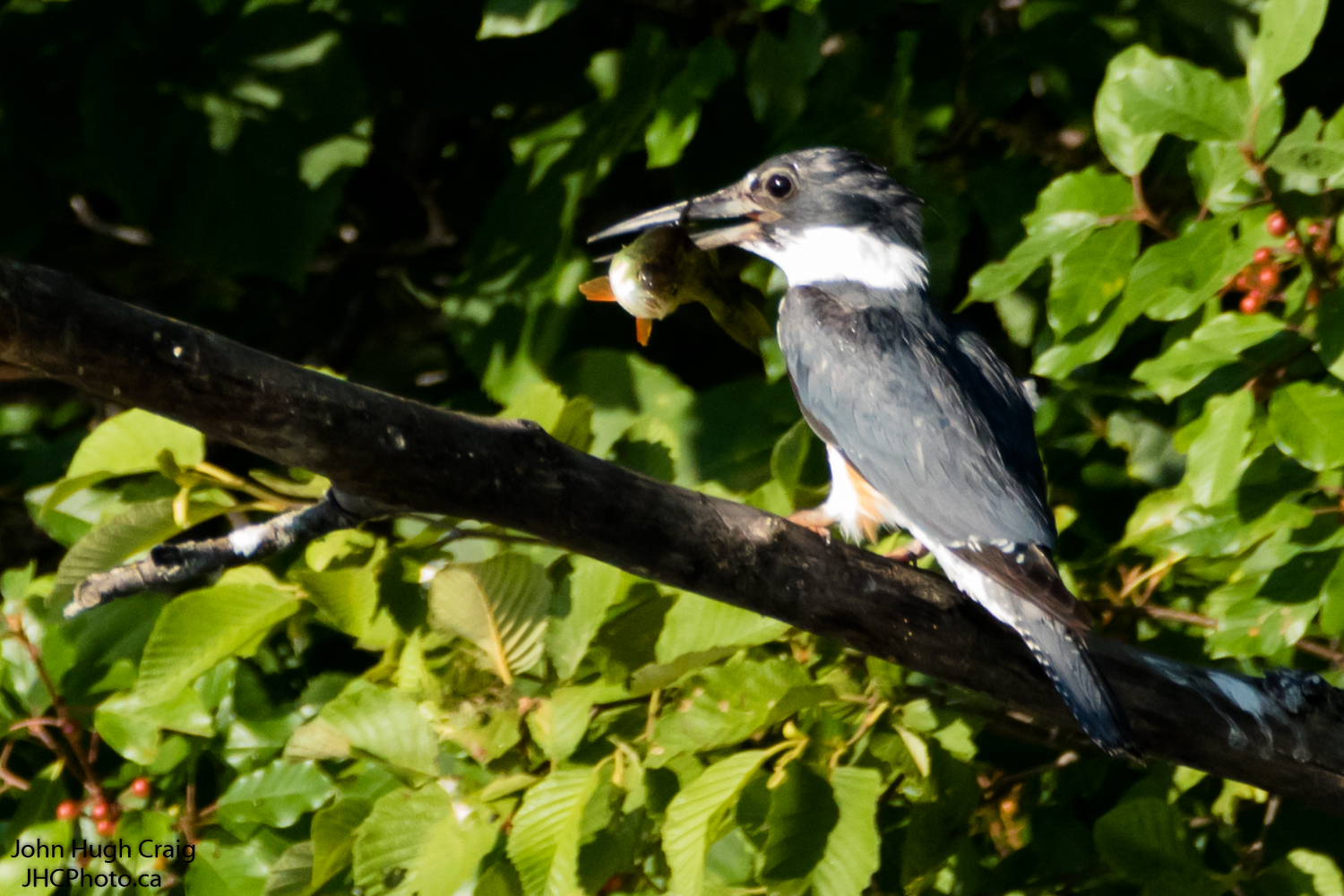 Kingfisher and Fish