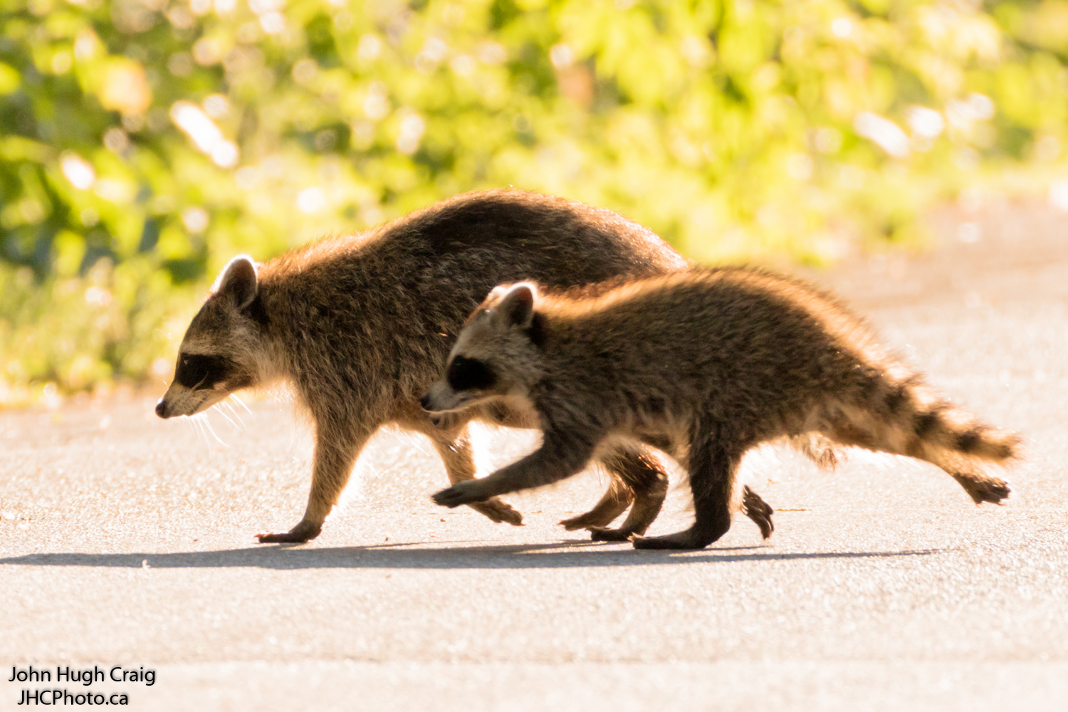 Mother Raccoon and Baby