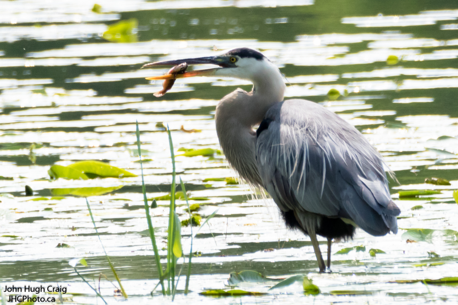 Great Blue Heron Breakfast