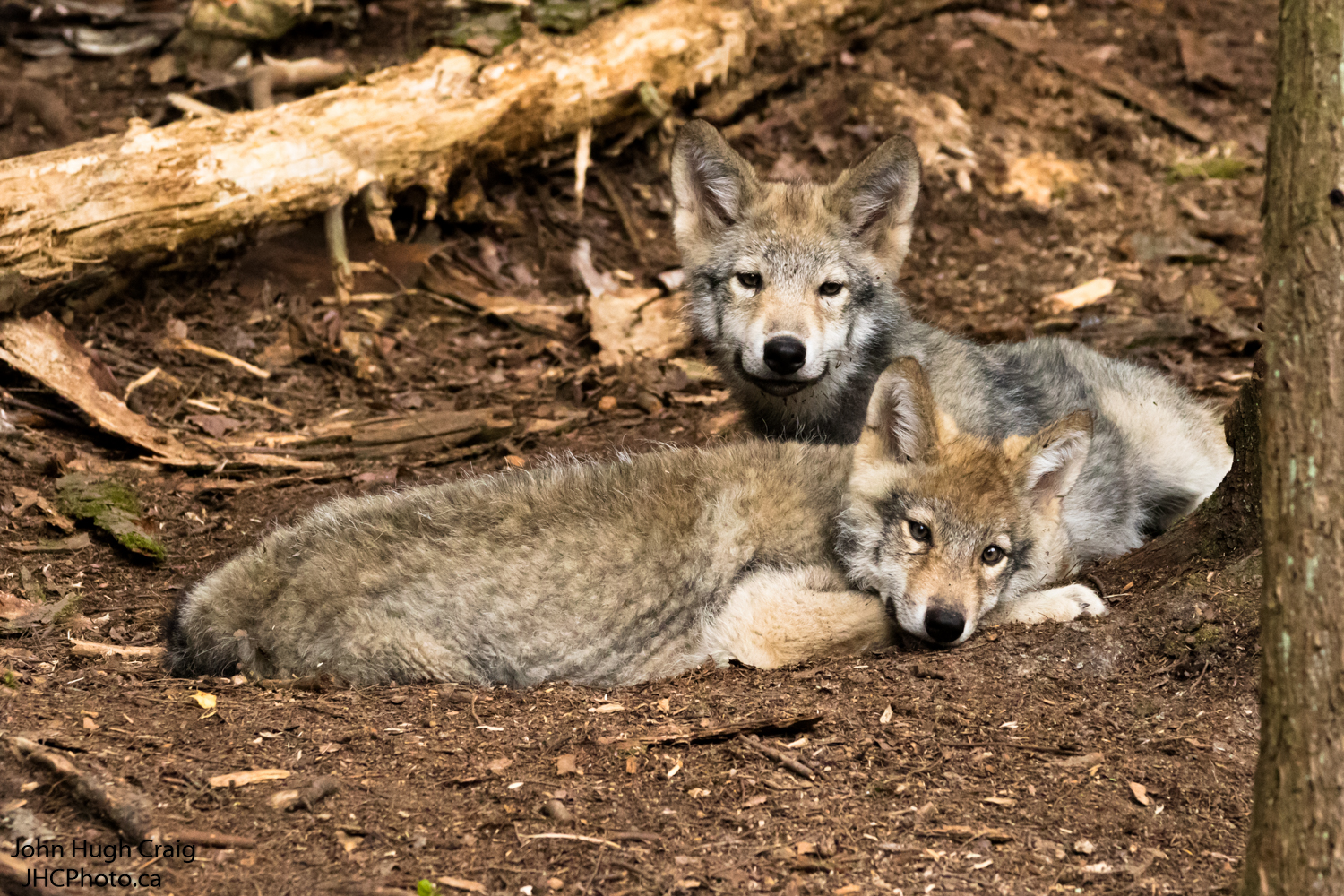 Timber Wolf Pups