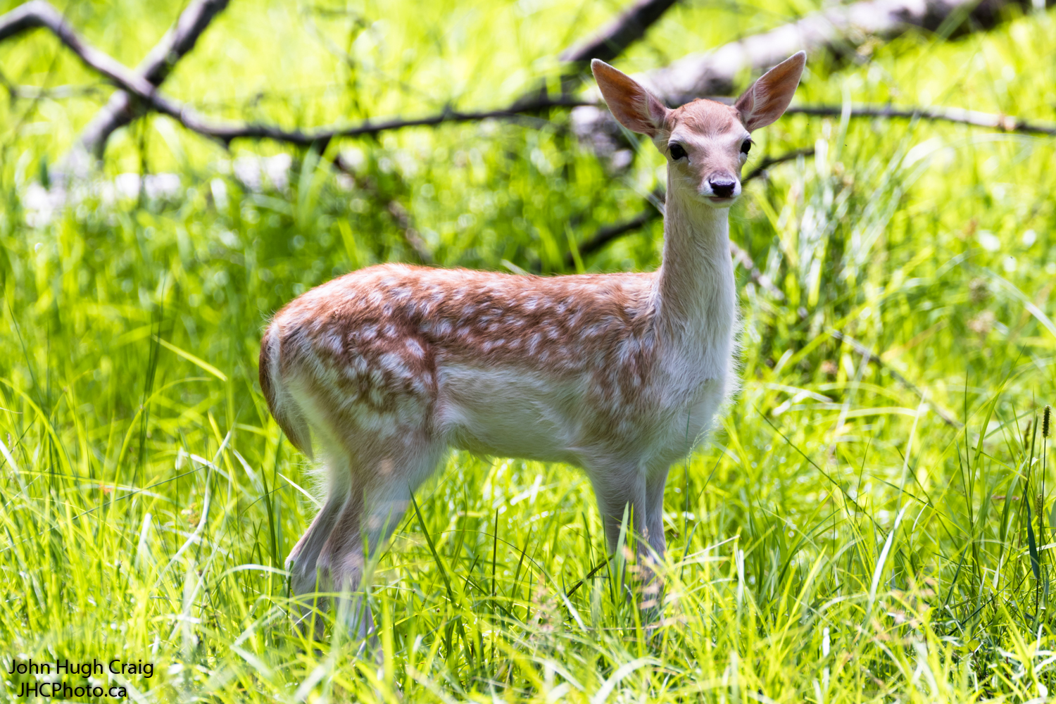 Whitetail Deer Fawn