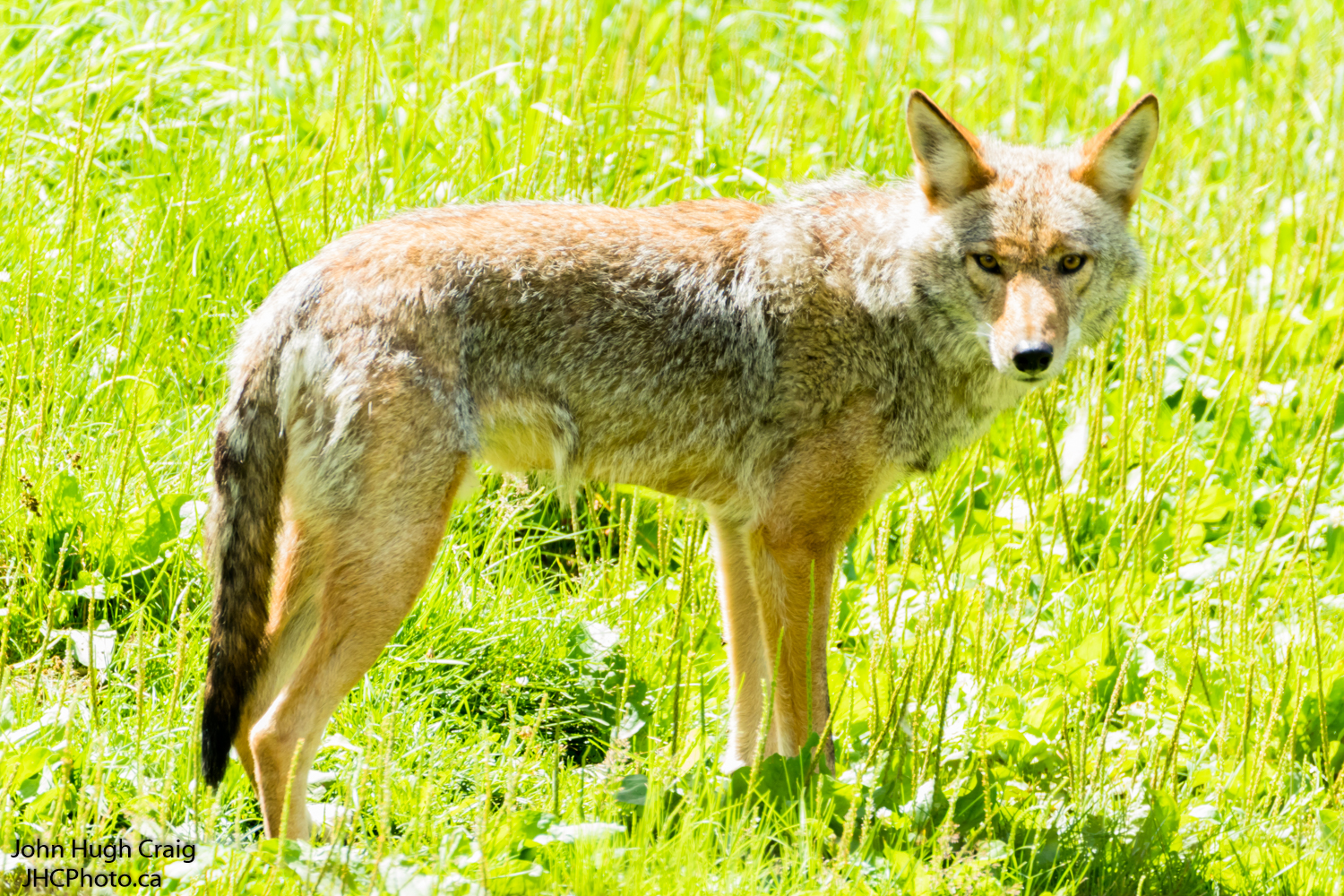 Coyote Share