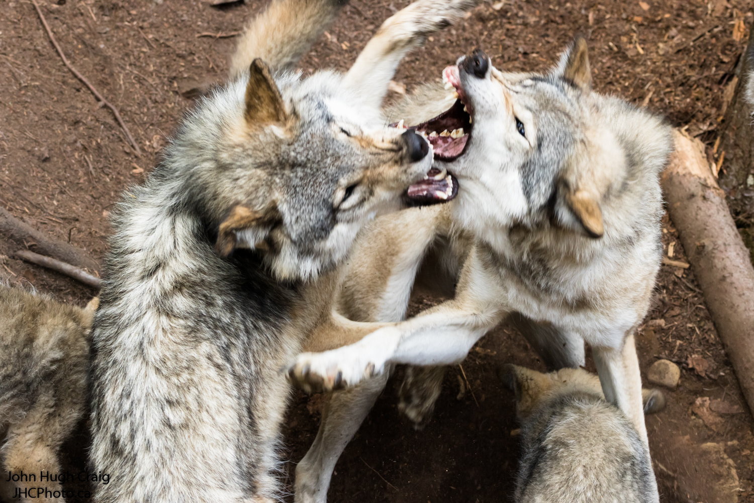 Wolves Dinner Time
