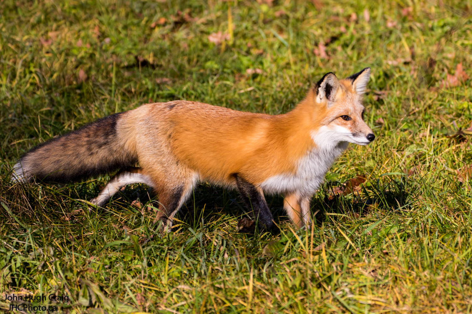 Red Fox on the Run