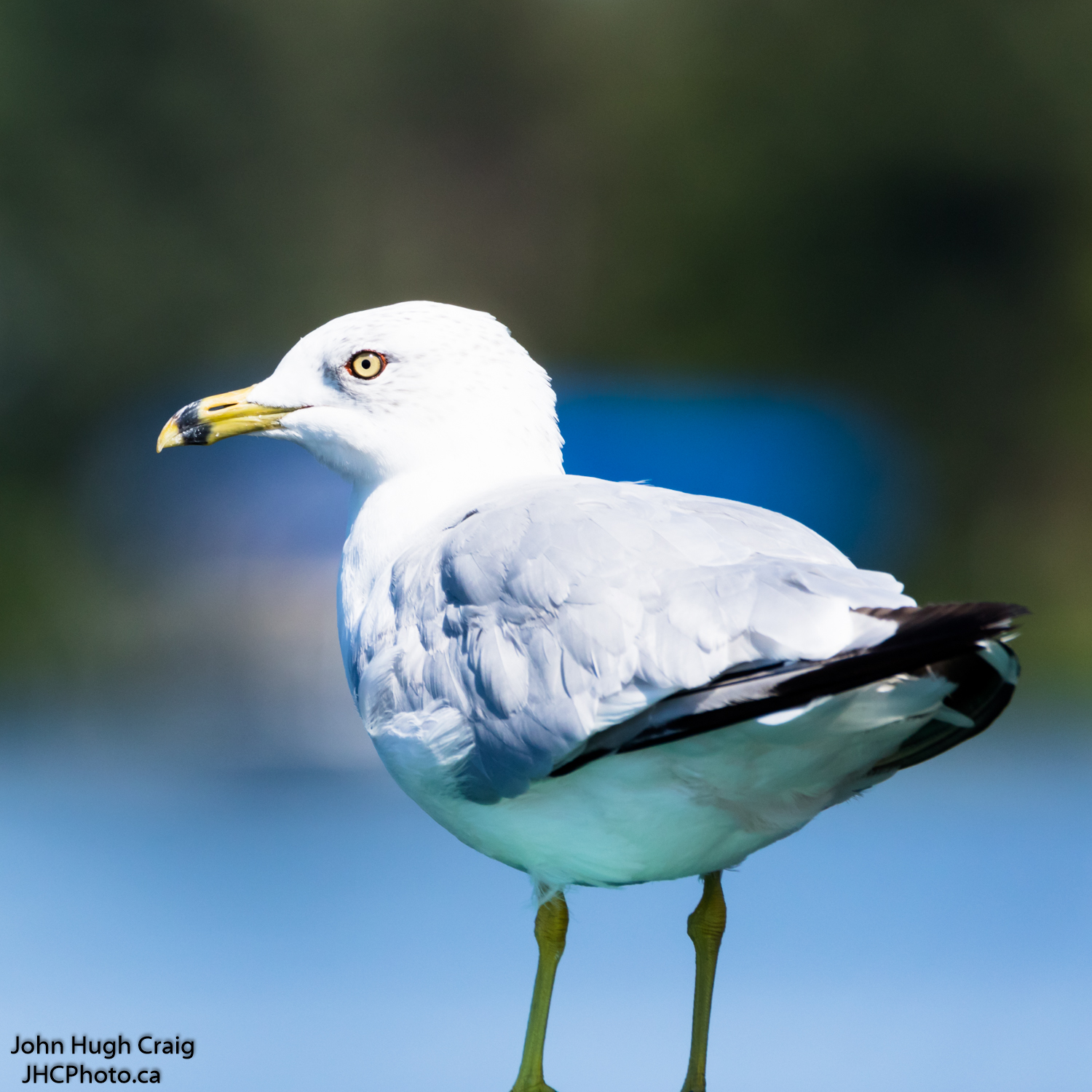 Sea Gull