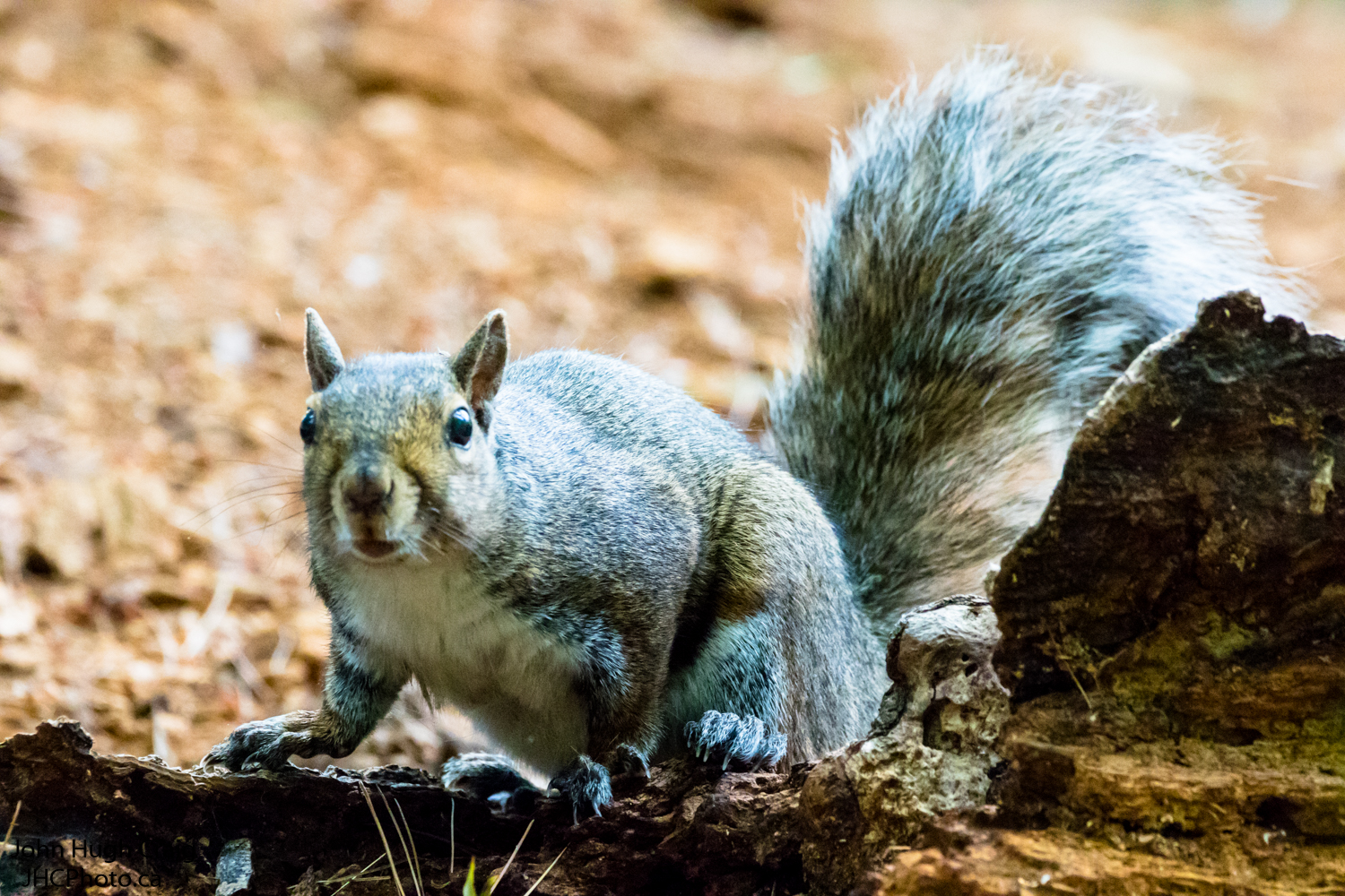 Grey Squirrel