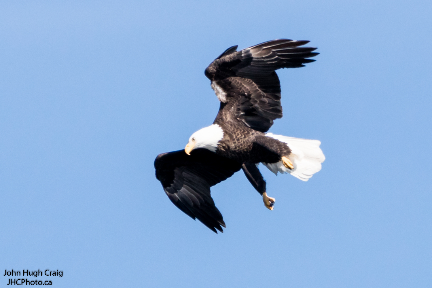 Bald Eagle Soaring over Rideau River