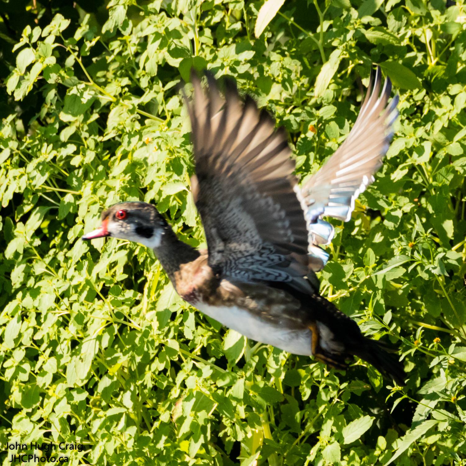 Wood Duck Flying