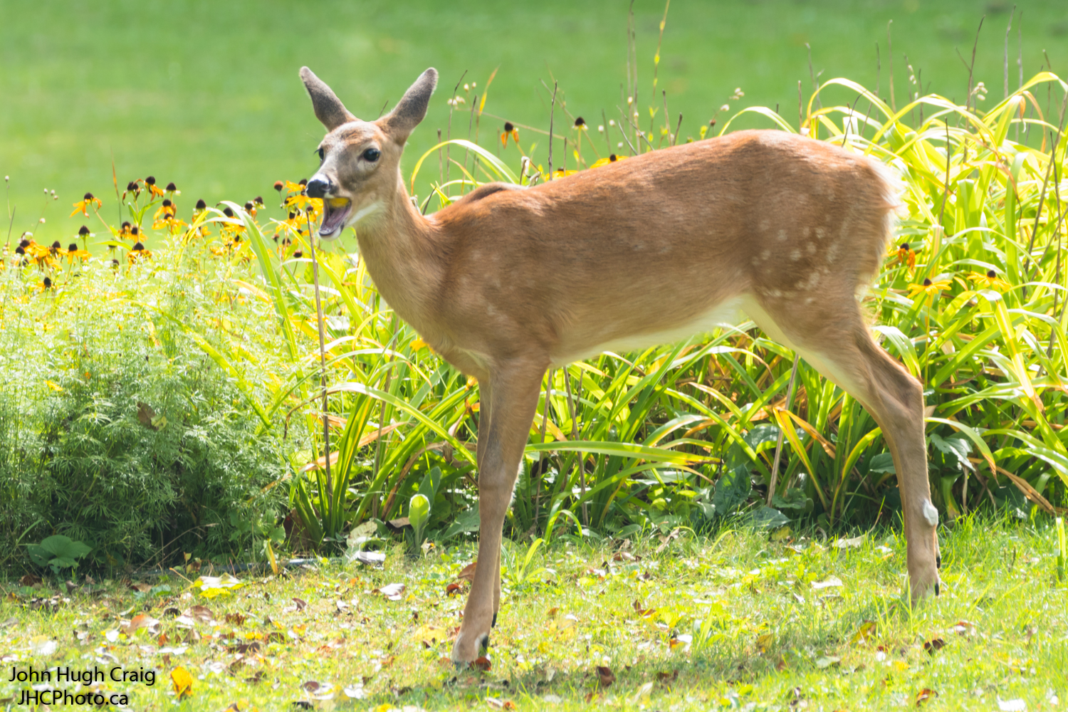 Whitetail Fawn Eating Apples