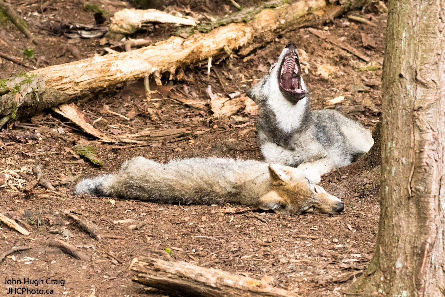 Wolf Pups Naptime