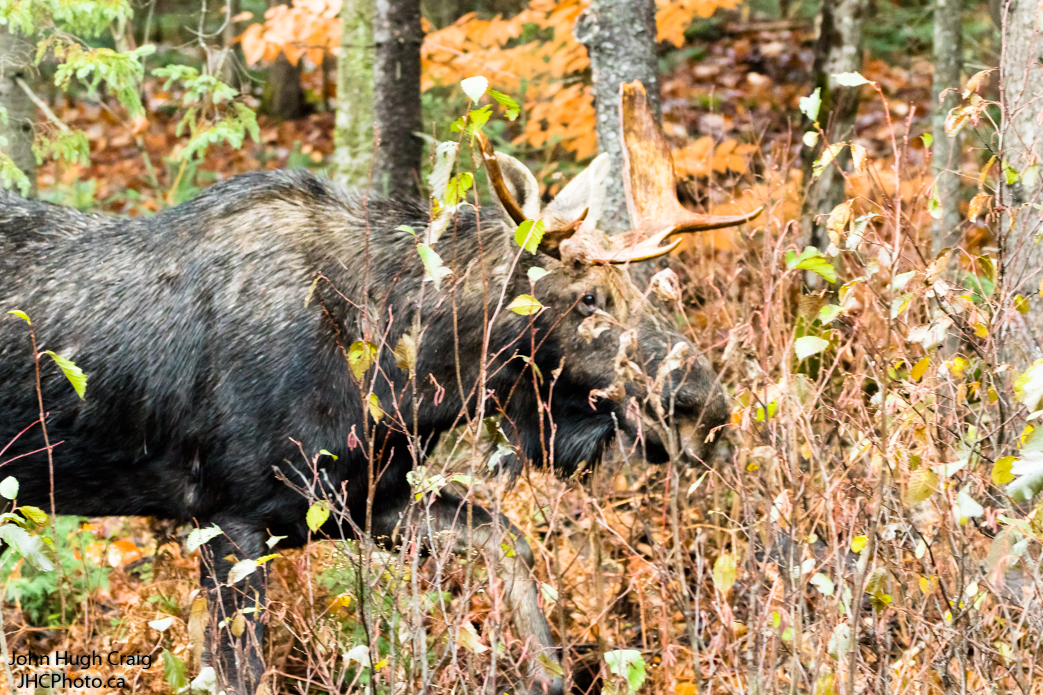 Bull Moose 2