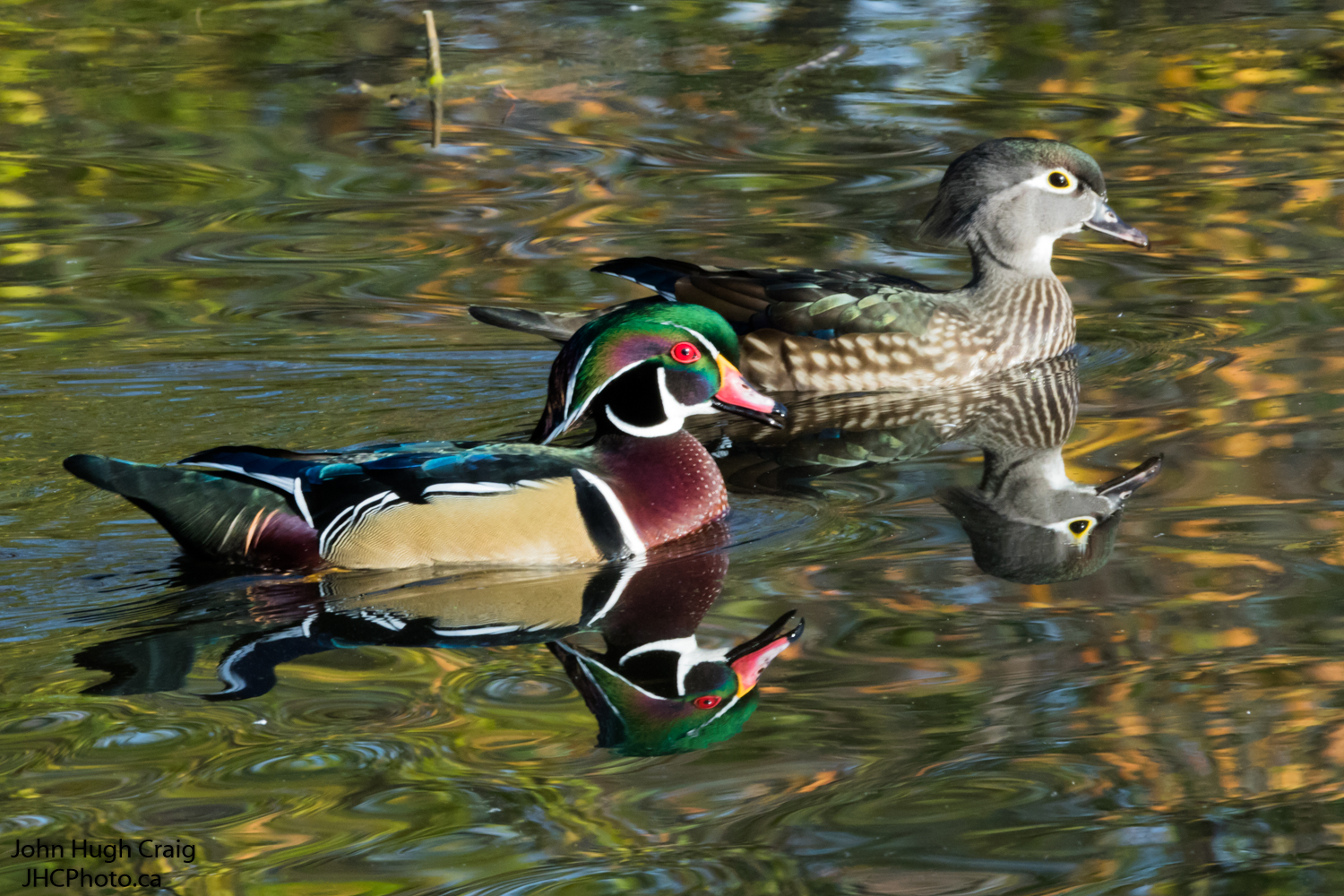 Pair of Wood Ducks