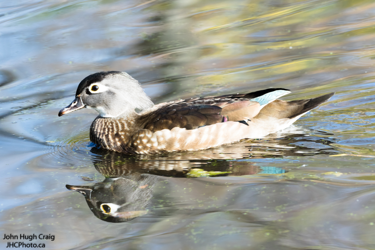 Female Wood Duck Swimming