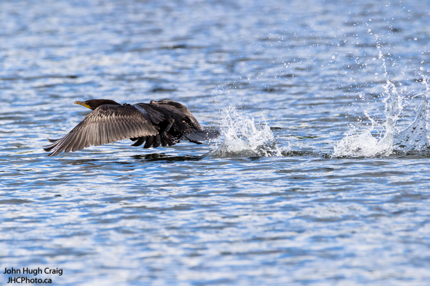 Cormorant Take-Off