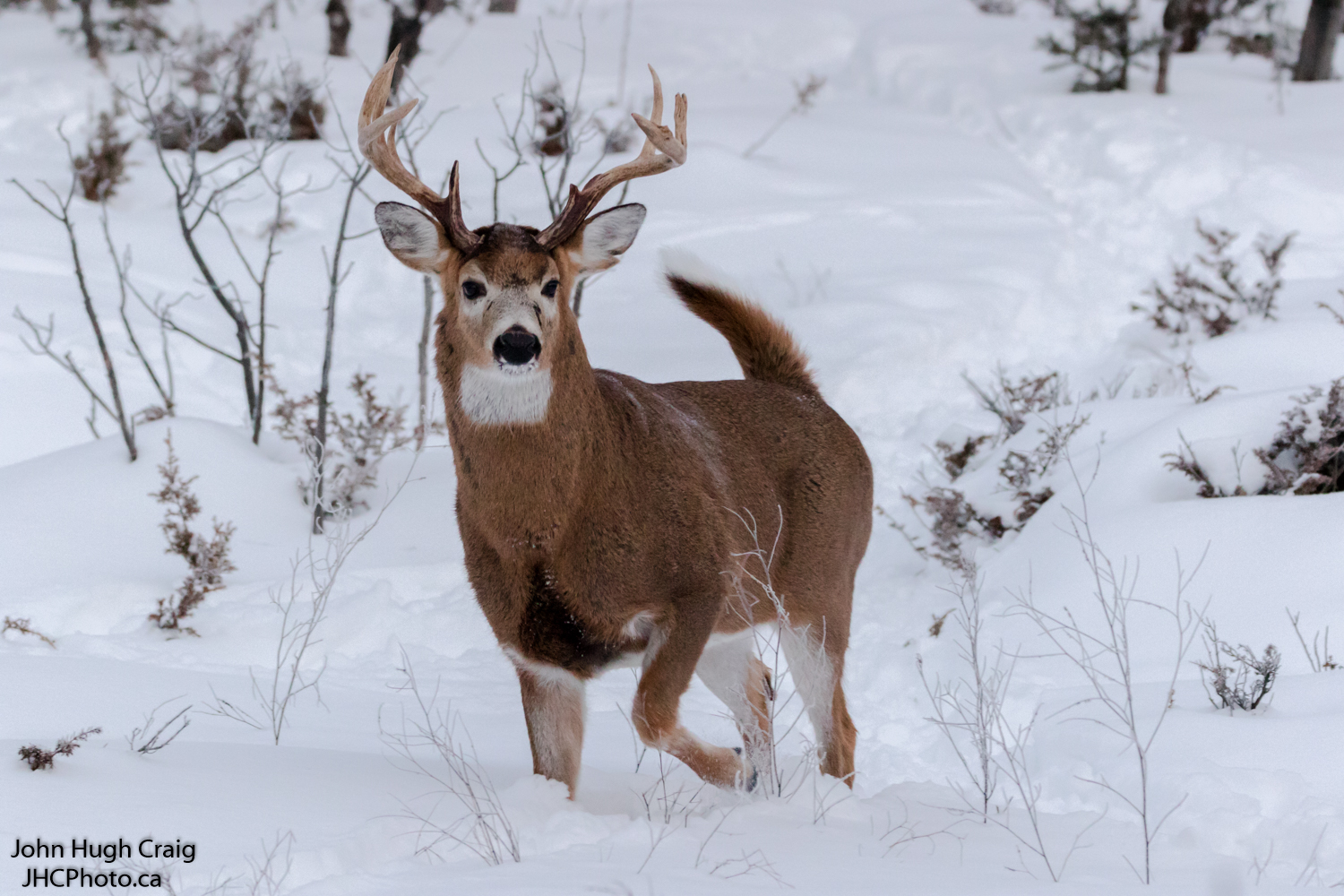 White-Tailed Deer Buck Running Through the Snow