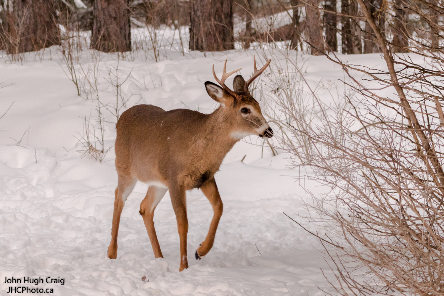 Young Buck Deer