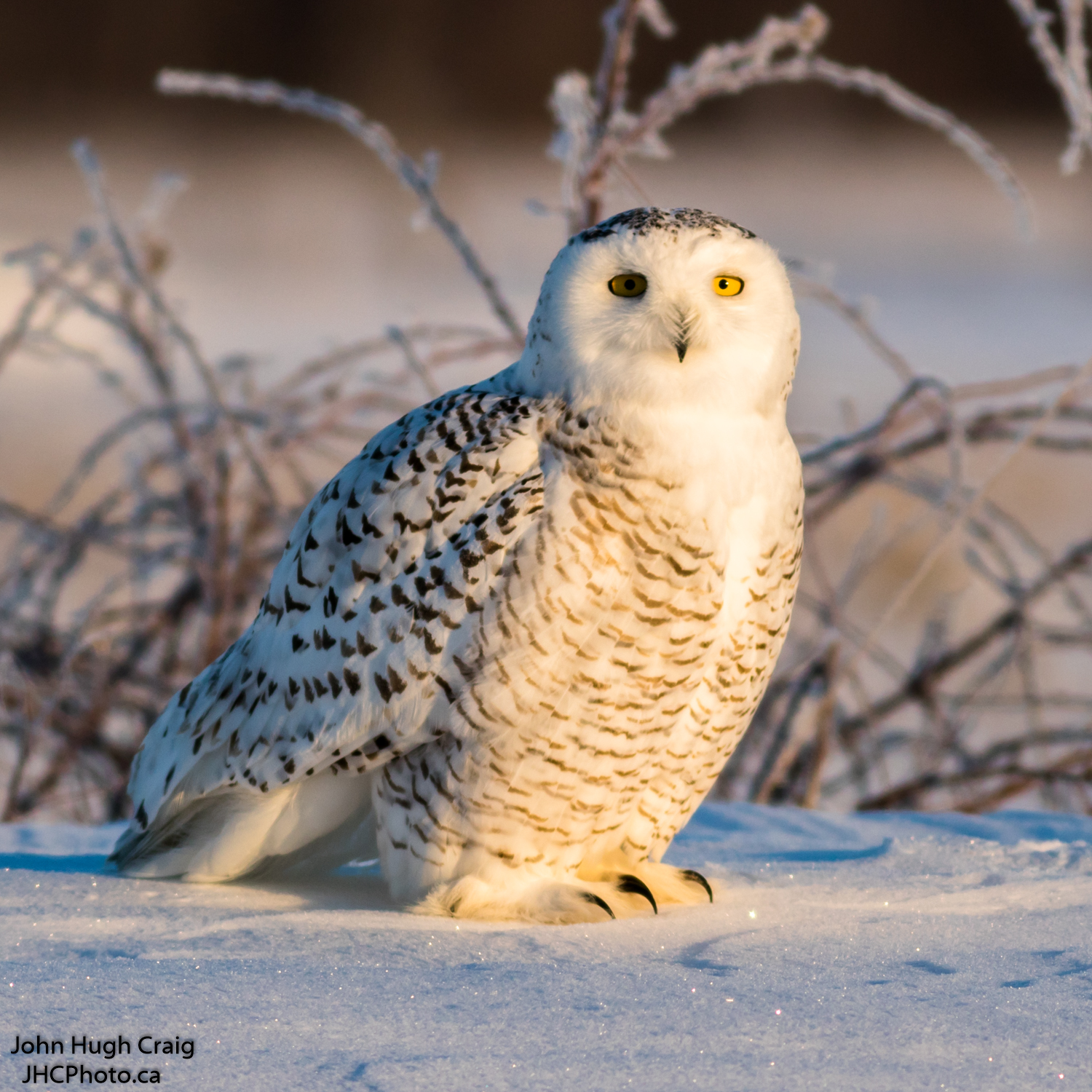 Snowy Owl on the Snow