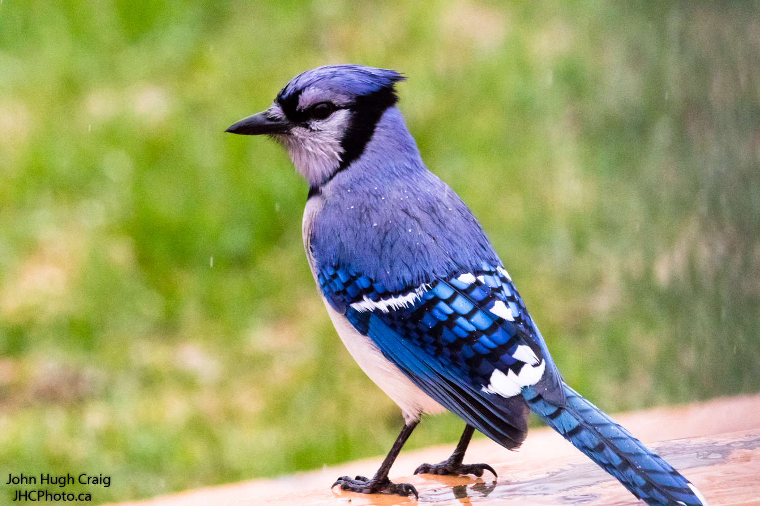 Blue Jay on a Rainy Day