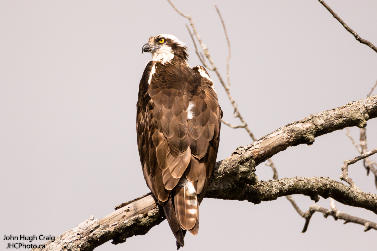Osprey Scanning for Fish