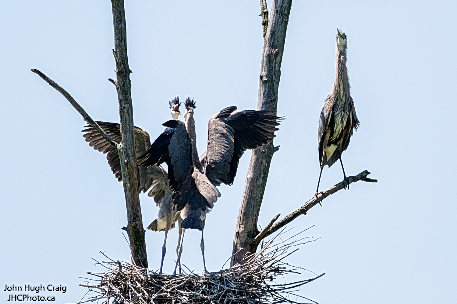 Juvenile Herons Fighting Over Who Eats First
