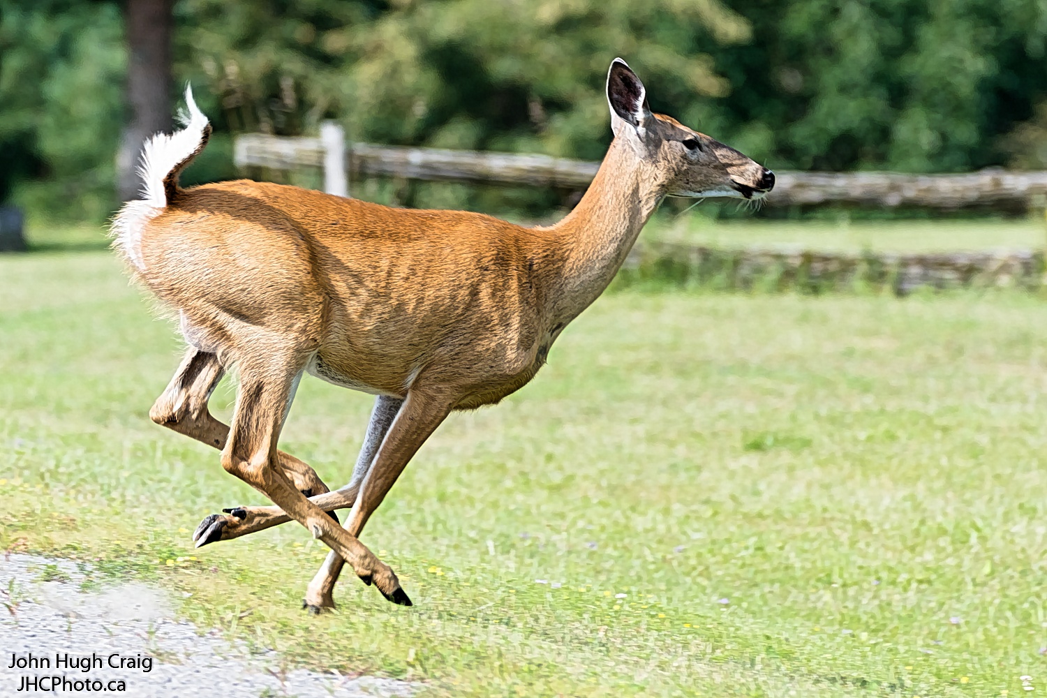 Fawn on the Run