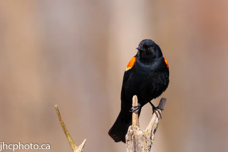 JohnCraig_2019_00086-2.jpg