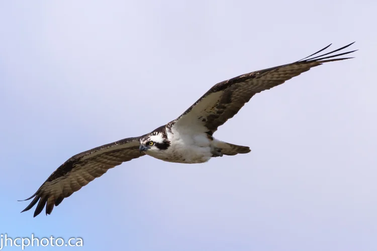 Osprey Soaring