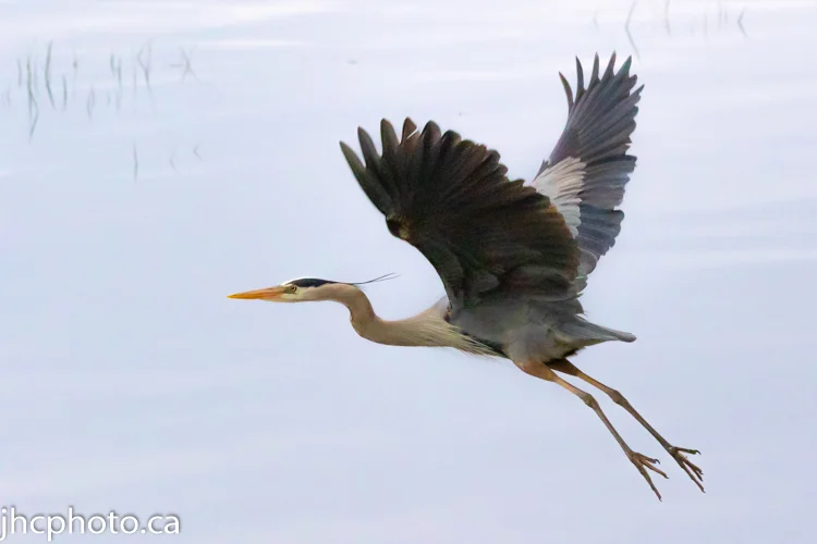 Heron in Flight