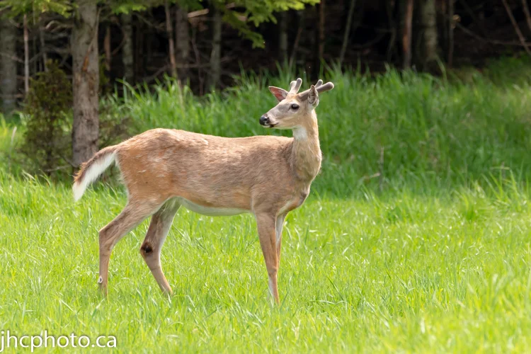 Young Buck
