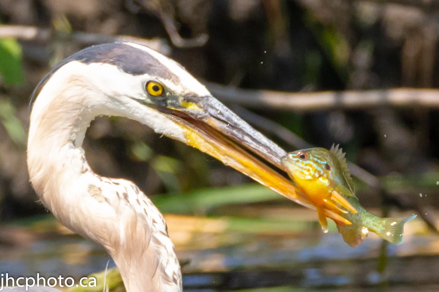 Heron’s Lunch